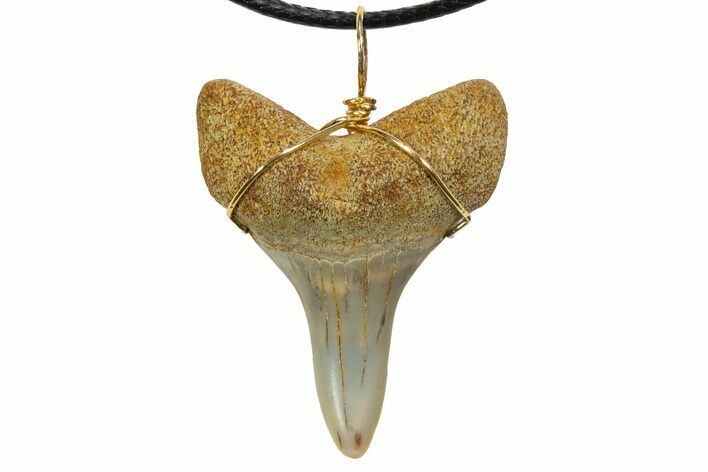 Fossil Mako Shark Tooth Necklace - Bakersfield, California #318857